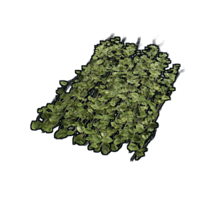 Jungle Ivy